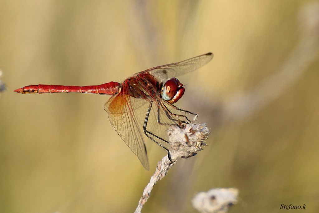 Libellula